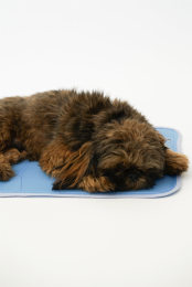 Cool Pet Pad (size: large)