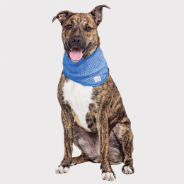 GF Pet  Ice Band (Color: Blue, size: Large/XL)